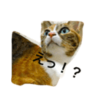 チワワとにゃんこたち（個別スタンプ：22）
