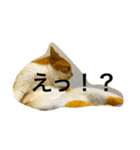 チワワとにゃんこたち（個別スタンプ：23）