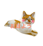 チワワとにゃんこたち（個別スタンプ：30）