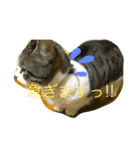 チワワとにゃんこたち（個別スタンプ：31）