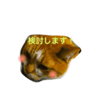 チワワとにゃんこたち（個別スタンプ：33）