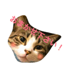 チワワとにゃんこたち（個別スタンプ：34）