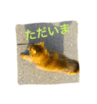 チワワとにゃんこたち（個別スタンプ：38）