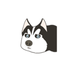 Our funny Husky（個別スタンプ：10）