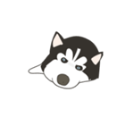 Our funny Husky（個別スタンプ：18）