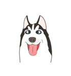 Our funny Husky（個別スタンプ：21）