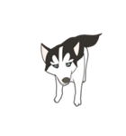 Our funny Husky（個別スタンプ：26）