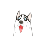 Our funny Husky（個別スタンプ：36）