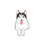 Our funny Husky（個別スタンプ：37）