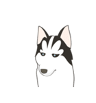 Our funny Husky（個別スタンプ：40）