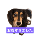 ココアさんやで（個別スタンプ：3）