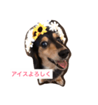 ココアさんやで（個別スタンプ：5）