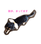 ココアさんやで（個別スタンプ：6）