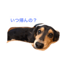 ココアさんやで（個別スタンプ：12）