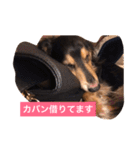 ココアさんやで（個別スタンプ：13）