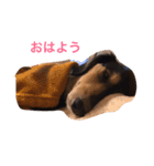 ココアさんやで（個別スタンプ：15）