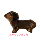 ココアさんやで（個別スタンプ：17）
