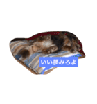 ココアさんやで（個別スタンプ：20）