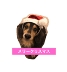 ココアさんやで（個別スタンプ：21）