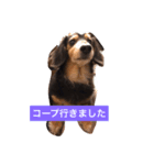 ココアさんやで（個別スタンプ：28）