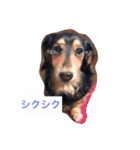 ココアさんやで（個別スタンプ：29）