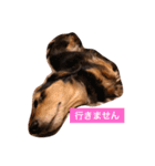 ココアさんやで（個別スタンプ：31）