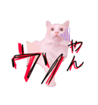 うちの3兄弟 生意気猫（個別スタンプ：1）