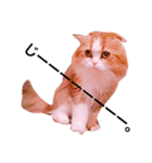 うちの3兄弟 生意気猫（個別スタンプ：2）