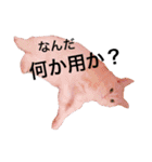 うちの3兄弟 生意気猫（個別スタンプ：3）