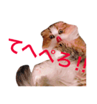 うちの3兄弟 生意気猫（個別スタンプ：4）