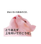 うちの3兄弟 生意気猫（個別スタンプ：5）