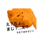 うちの3兄弟 生意気猫（個別スタンプ：9）