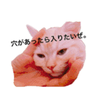 うちの3兄弟 生意気猫（個別スタンプ：10）