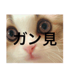 うちの3兄弟 生意気猫（個別スタンプ：11）