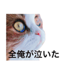 うちの3兄弟 生意気猫（個別スタンプ：12）