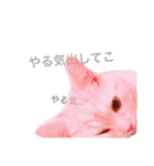うちの3兄弟 生意気猫（個別スタンプ：13）
