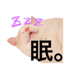 うちの3兄弟 生意気猫（個別スタンプ：15）