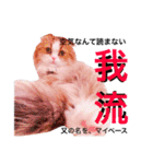 うちの3兄弟 生意気猫（個別スタンプ：16）