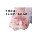 うちの3兄弟 生意気猫（個別スタンプ：20）
