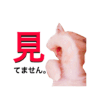 うちの3兄弟 生意気猫（個別スタンプ：21）
