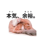 うちの3兄弟 生意気猫（個別スタンプ：24）