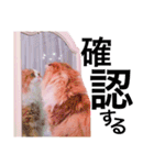 うちの3兄弟 生意気猫（個別スタンプ：25）