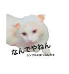 うちの3兄弟 生意気猫（個別スタンプ：26）