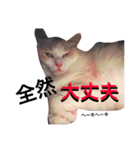 うちの3兄弟 生意気猫（個別スタンプ：27）