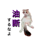 うちの3兄弟 生意気猫（個別スタンプ：28）