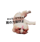 うちの3兄弟 生意気猫（個別スタンプ：29）