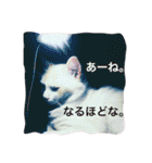 うちの3兄弟 生意気猫（個別スタンプ：30）