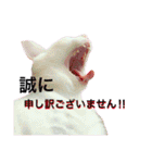 うちの3兄弟 生意気猫（個別スタンプ：31）
