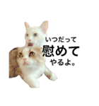 うちの3兄弟 生意気猫（個別スタンプ：32）