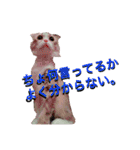 うちの3兄弟 生意気猫（個別スタンプ：33）